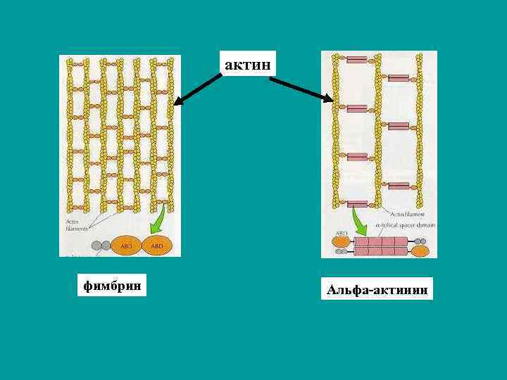 актин фимбрин Альфа-актинин 