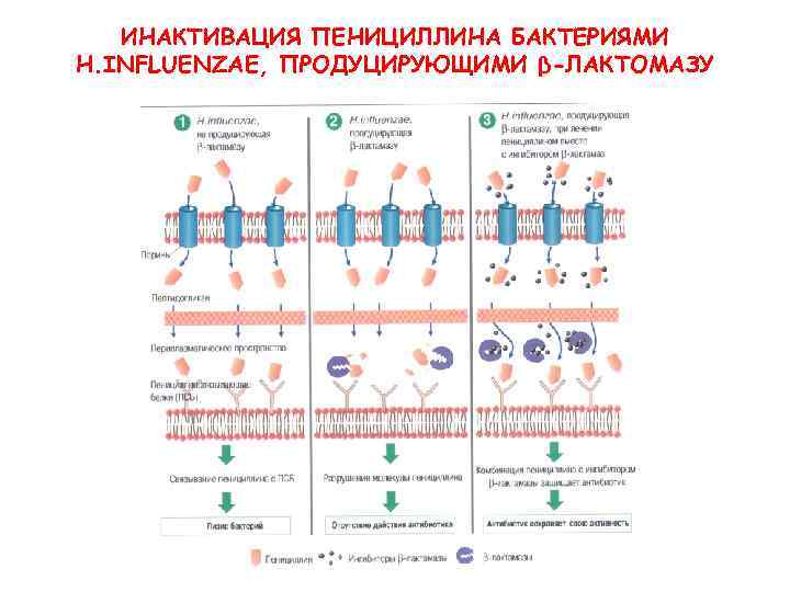 ИНАКТИВАЦИЯ ПЕНИЦИЛЛИНА БАКТЕРИЯМИ H. INFLUENZAE, ПРОДУЦИРУЮЩИМИ β-ЛАКТОМАЗУ 