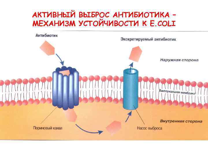АКТИВНЫЙ ВЫБРОС АНТИБИОТИКА – МЕХАНИЗМ УСТОЙЧИВОСТИ К E. COLI 