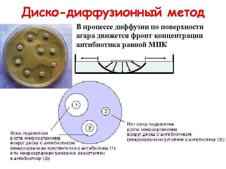 Диско-диффузионный метод В процессе диффузии по поверхности агара движется фронт концентрации антибиотика равной МПК