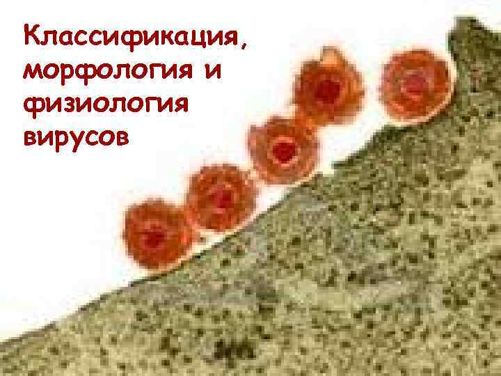 Классификация, морфология и физиология вирусов 