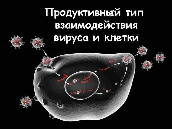 Продуктивное взаимодействие вируса. Продуктивное взаимодействие вируса с клеткой. Типы взаимодействия вируса с клеткой. Продуктивный Тип взаимодействия вируса. Продуктивный Тип взаимодействия вируса с клеткой с клеткой.
