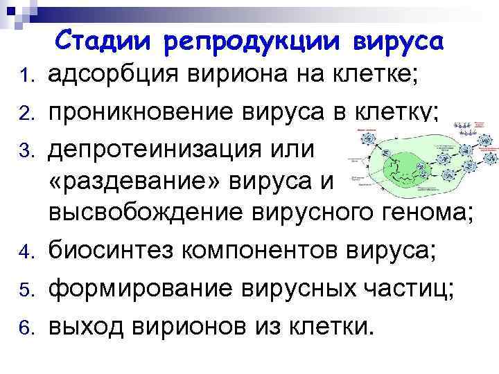 Стадии репродукции вируса 1. 2. 3. 4. 5. 6. адсорбция вириона на клетке; проникновение
