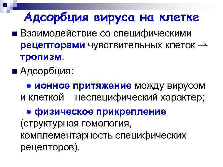 Адсорбция вируса на клетке Взаимодействие со специфическими рецепторами чувствительных клеток → тропизм. n Адсорбция: