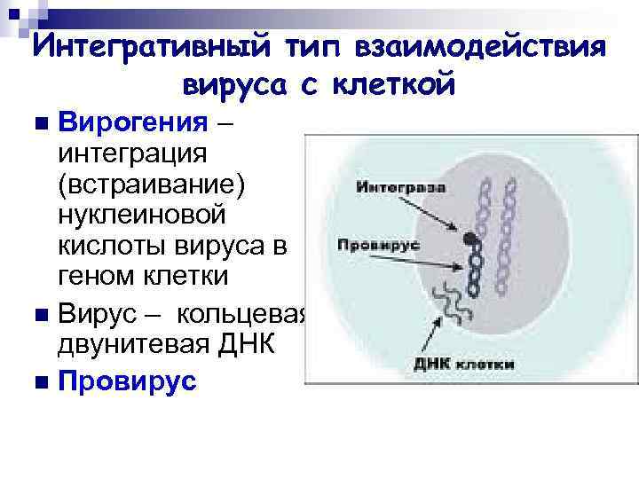 Интегративный тип взаимодействия вируса с клеткой Вирогения – интеграция (встраивание) нуклеиновой кислоты вируса в