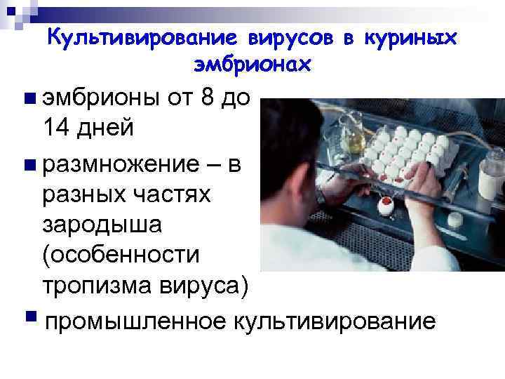 Культивирование вирусов в куриных эмбрионах n эмбрионы от 8 до 14 дней n размножение