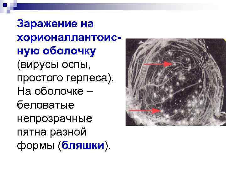 Заражение на хорионаллантоисную оболочку (вирусы оспы, простого герпеса). На оболочке – беловатые непрозрачные пятна