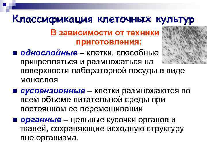 Классификация клеточных культур n n n В зависимости от техники приготовления: однослойные – клетки,