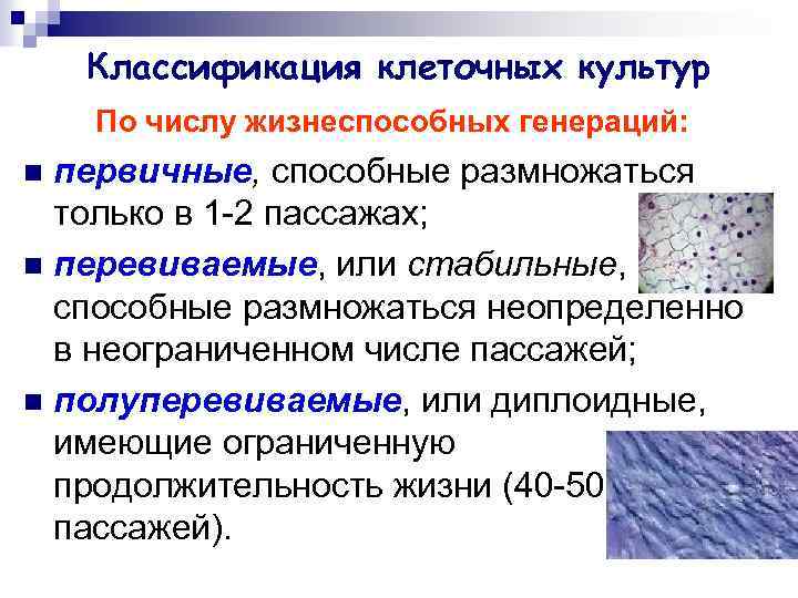 Классификация клеточных культур По числу жизнеспособных генераций: первичные, способные размножаться только в 1 -2