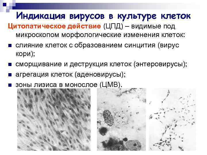 Цпд это микробиология