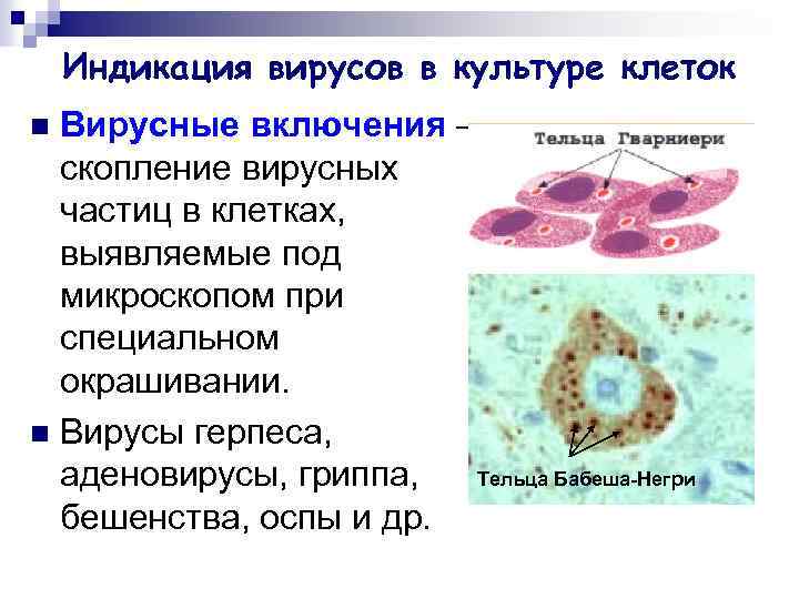 Индикация вирусов в культуре клеток Вирусные включения – скопление вирусных частиц в клетках, выявляемые