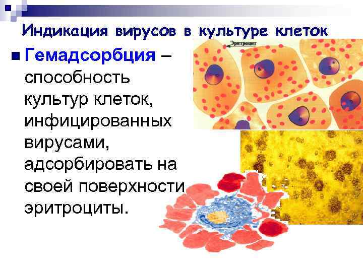 Индикация вирусов в культуре клеток n Гемадсорбция – способность культур клеток, инфицированных вирусами, адсорбировать