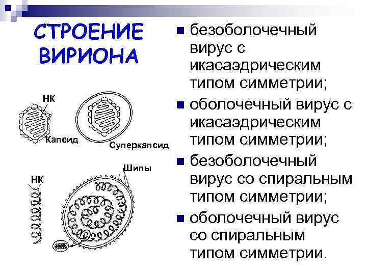 СТРОЕНИЕ ВИРИОНА НК Капсид Суперкапсид Шипы НК безоболочечный вирус с икасаэдрическим типом симметрии; n