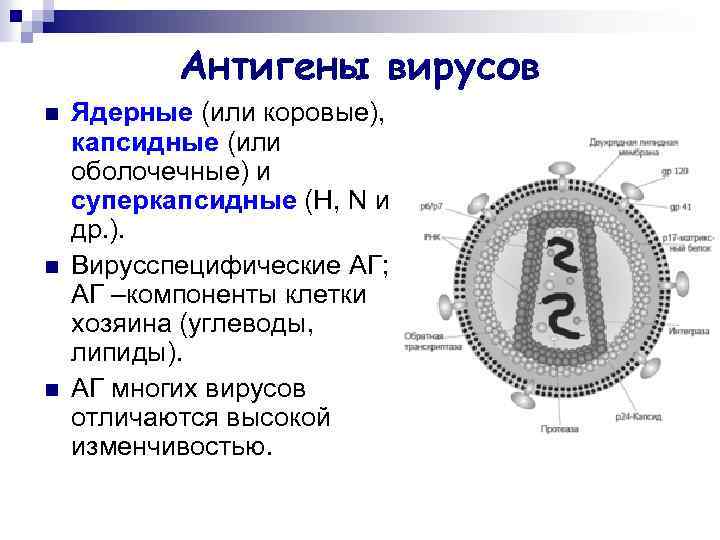 Что значит вирус. Антигенная структура вирусной клетки. Антигенная структура вирусной частицы. Классификация вирусов по антигенам. В схеме впишите антигены бактерий а и антигены вирусов б.