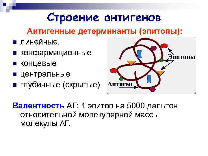 Строение антигенов n n n Антигенные детерминанты (эпитопы): линейные, конфармационные концевые центральные глубинные (скрытые)
