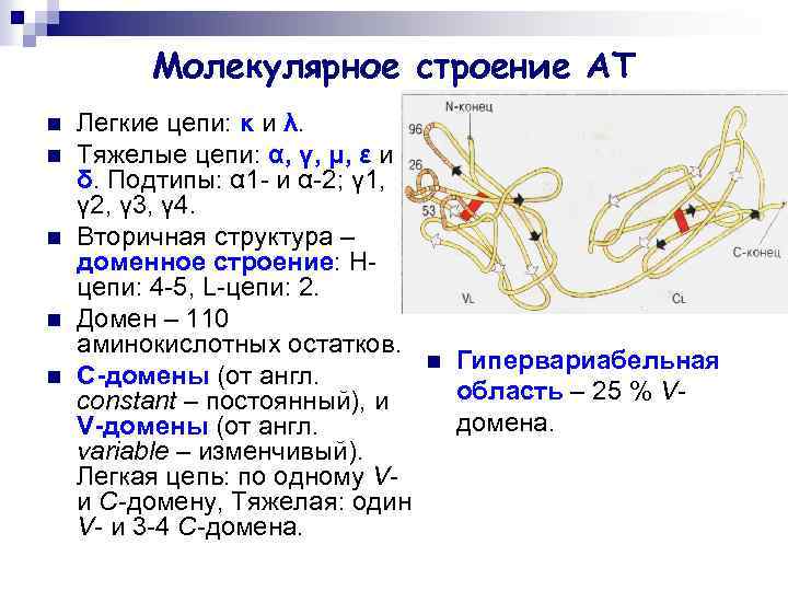 Молекулярное строение АТ n n n Легкие цепи: κ и λ. Тяжелые цепи: α,