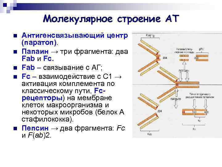 Молекулярное строение АТ n n n Антигенсвязывающий центр (паратоп). Папаин → три фрагмента: два