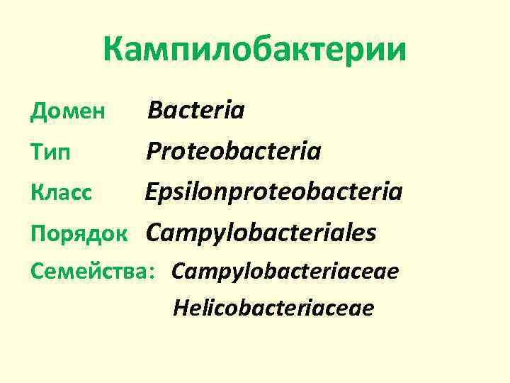 Кампилобактерии Домен Bacteria Тип Proteobacteria Класс Epsilonproteobacteria Порядок Campylobacteriales Семейства: Campylobacteriaceae Helicobacteriaceae 