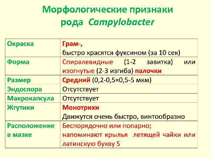 Морфологические признаки рода Campylobacter 