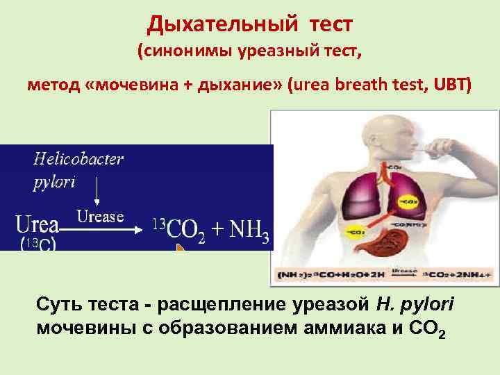 Анализ дыхательный уреазный тест