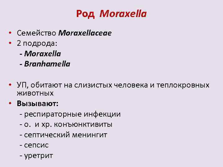 Род Moraxella • Семейство Moraxellaceae • 2 подрода: - Moraxella - Branhamella • УП,