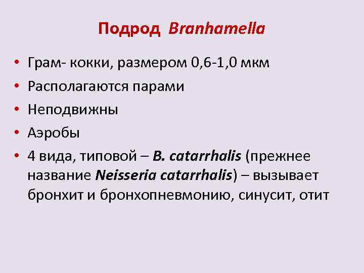 Подрод Branhamella • • • Грам- кокки, размером 0, 6 -1, 0 мкм Располагаются