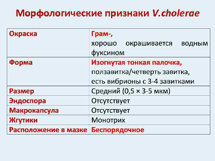 Морфологические признаки V. cholerae 