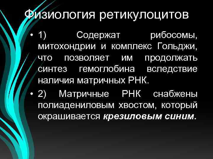 Физиология ретикулоцитов • 1) Содержат рибосомы, митохондрии и комплекс Гольджи, что позволяет им продолжать