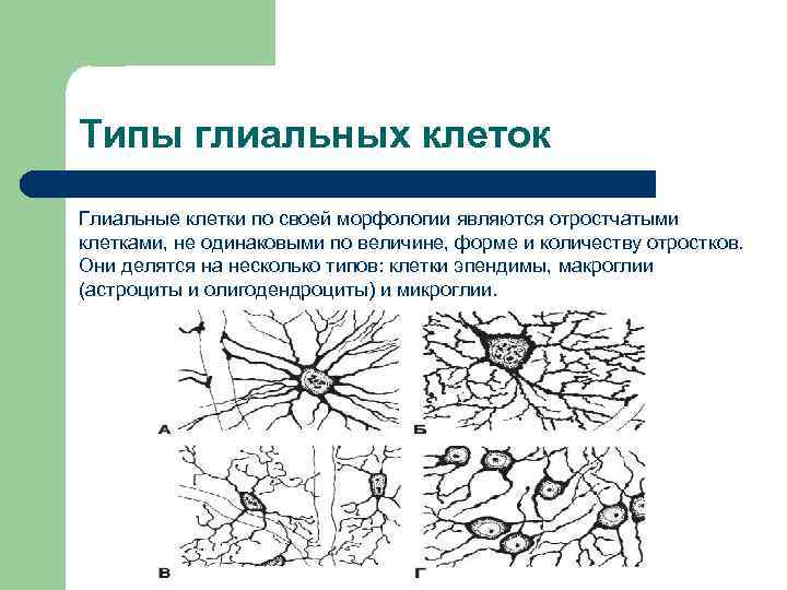 Разновидности глии схема