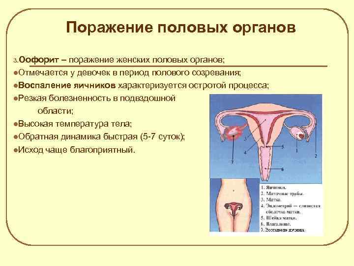 Развитие половых органов у девочек фото