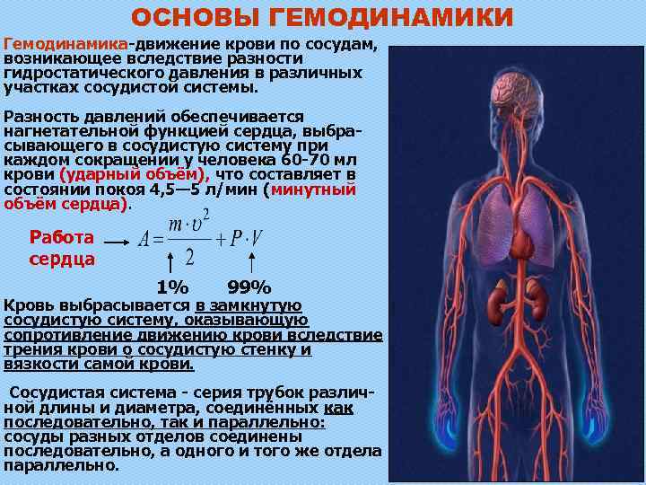 Печень движение крови. Гемодинамика движение крови по сосудам. Показатели гемодинамики давление. Движение крови в сосудистой системе физика. Основы гемодинамики.