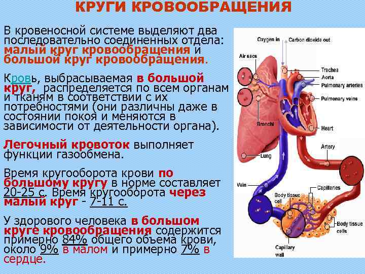 Клапаны в кровеносной системе