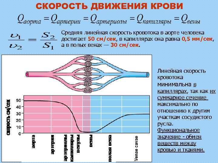 Схема движения крови