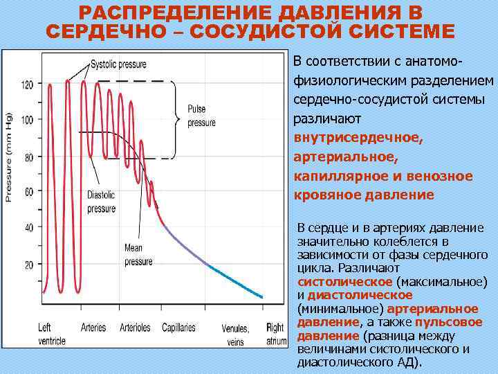 РАСПРЕДЕЛЕНИЕ ДАВЛЕНИЯ В СЕРДЕЧНО – СОСУДИСТОЙ СИСТЕМЕ В соответствии с анатомофизиологическим разделением сердечно-сосудистой системы