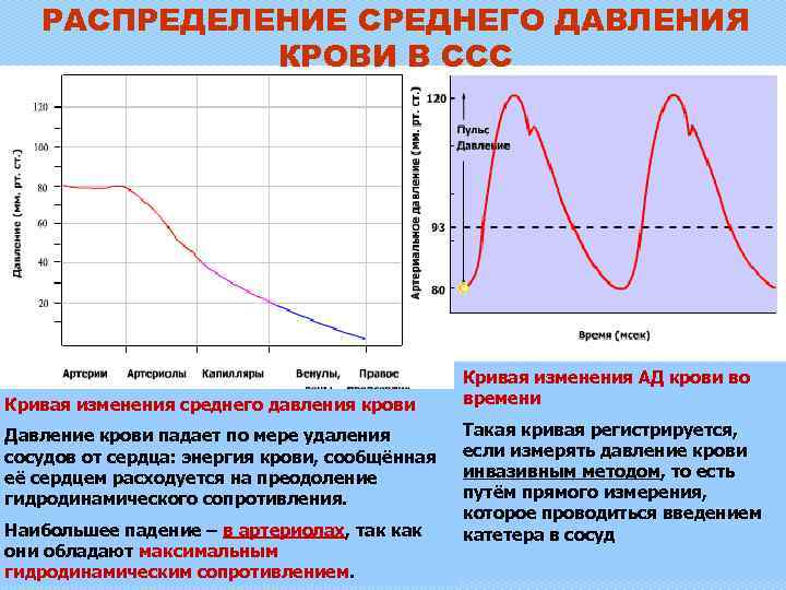 РАСПРЕДЕЛЕНИЕ СРЕДНЕГО ДАВЛЕНИЯ КРОВИ В ССС Кривая изменения среднего давления крови Давление крови падает