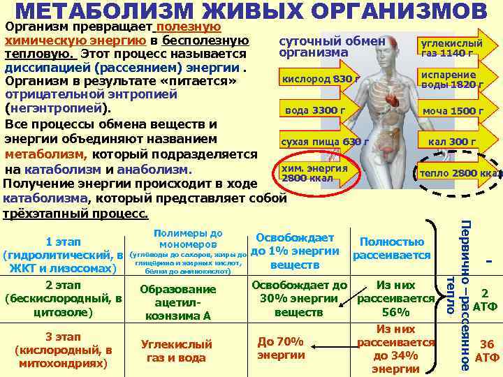 Обмен веществ живого