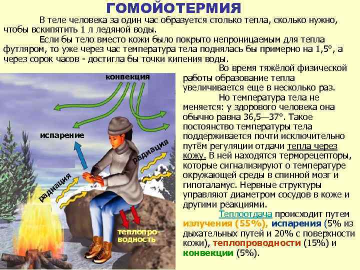 ГОМОЙОТЕРМИЯ В теле человека за один час образуется столько тепла, сколько нужно, чтобы вскипятить