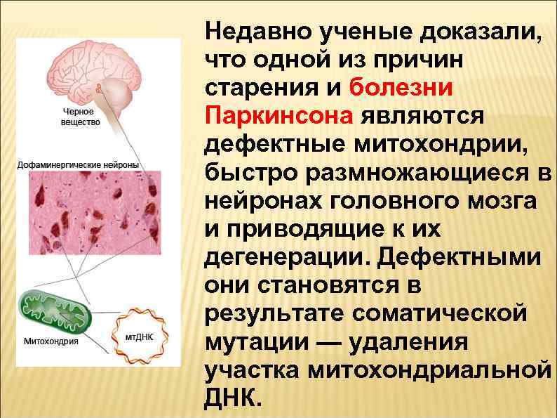Недавно ученые доказали, что одной из причин старения и болезни Паркинсона являются дефектные митохондрии,