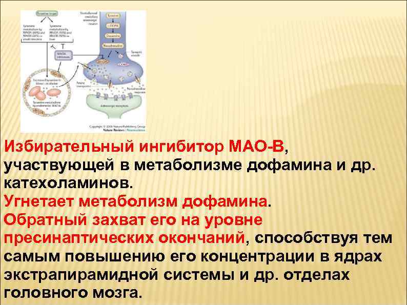 Избирательный ингибитор МАО-В, участвующей в метаболизме дофамина и др. катехоламинов. Угнетает метаболизм дофамина. Обратный