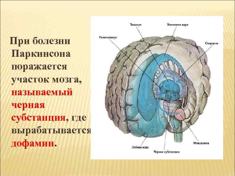 Полости мозга называются