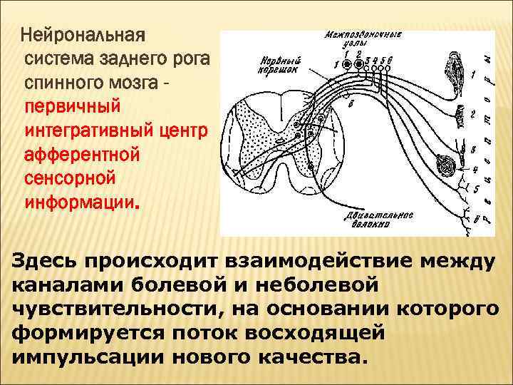 Задние рога мозга. Боковые рога спинного мозга сегменты. Задние рога спинного мозга. Передние рога спинного мозга. Передние задние и боковые рога спинного мозга.