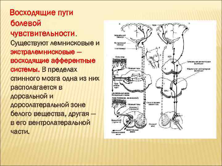 Восходящие пути болевой чувствительности. Существуют лемнисковые и экстралемнисковые — восходящие афферентные системы. В пределах