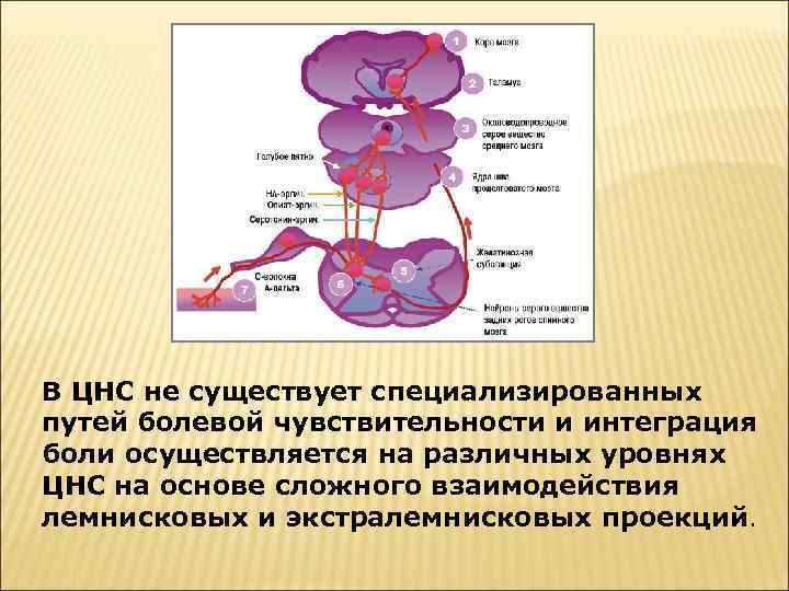 В ЦНС не существует специализированных путей болевой чувствительности и интеграция боли осуществляется на различных