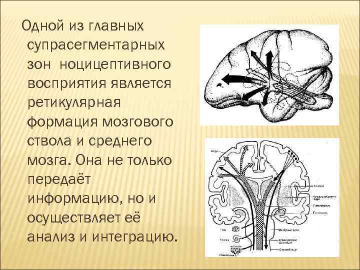 Одной из главных супрасегментарных зон ноцицептивного восприятия является ретикулярная формация мозгового ствола и среднего