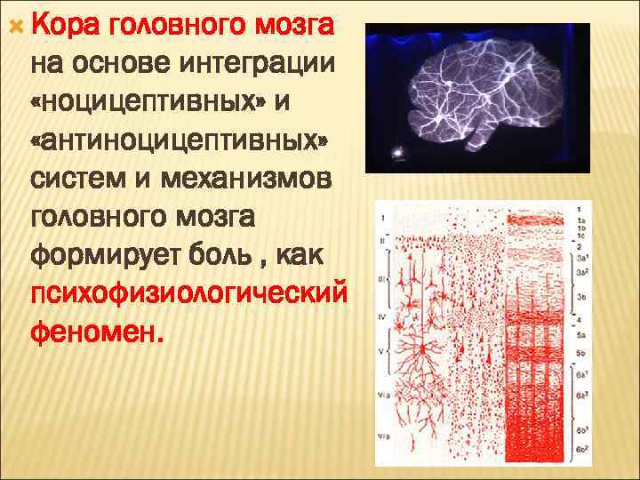  Кора головного мозга на основе интеграции «ноцицептивных» и «антиноцицептивных» систем и механизмов головного