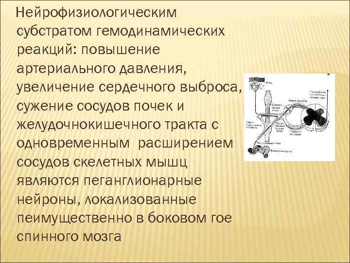 Нейрофизиологическим субстратом гемодинамических реакций: повышение артериального давления, увеличение сердечного выброса, сужение сосудов почек и