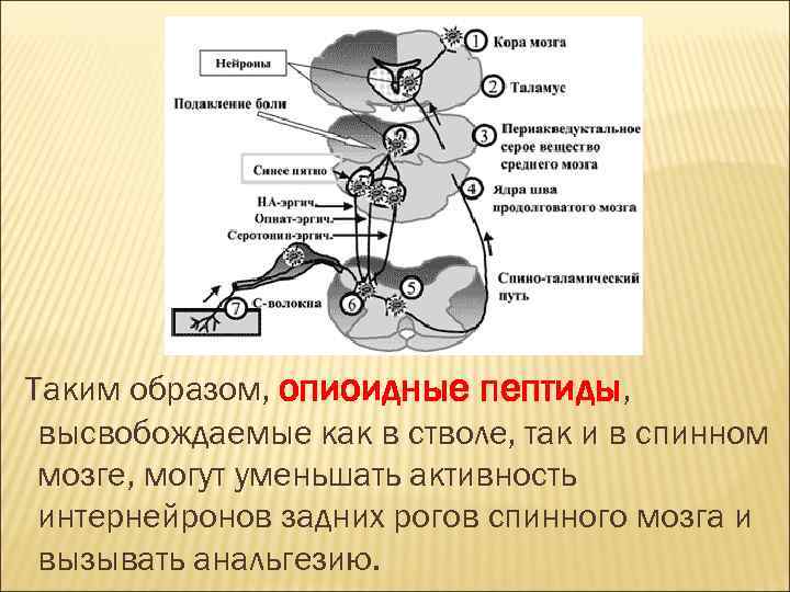 Таким образом, опиоидные пептиды, высвобождаемые как в стволе, так и в спинном мозге, могут
