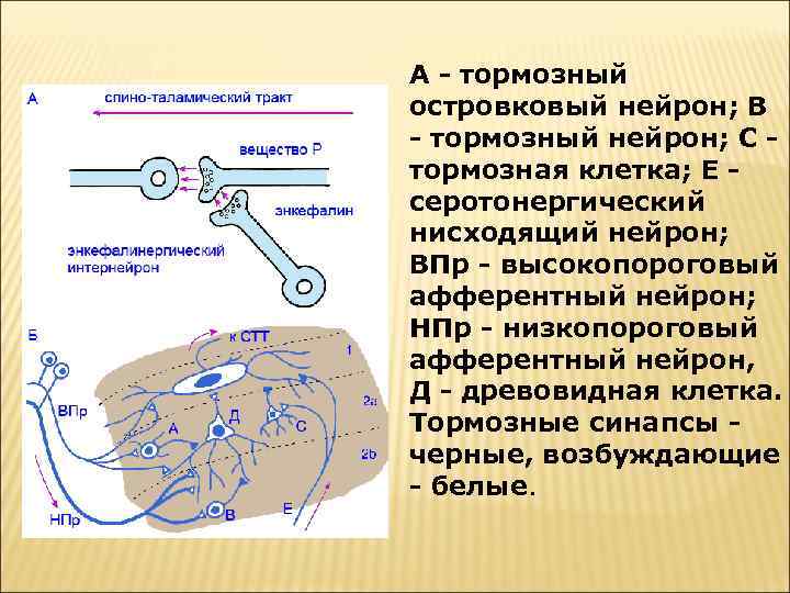 А - тормозный островковый нейрон; В - тормозный нейрон; С - тормозная клетка; Е