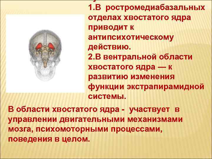 путей: 1. В ростромедиабазальных отделах хвостатого ядра приводит к антипсихотическому действию. 2. В вентральной