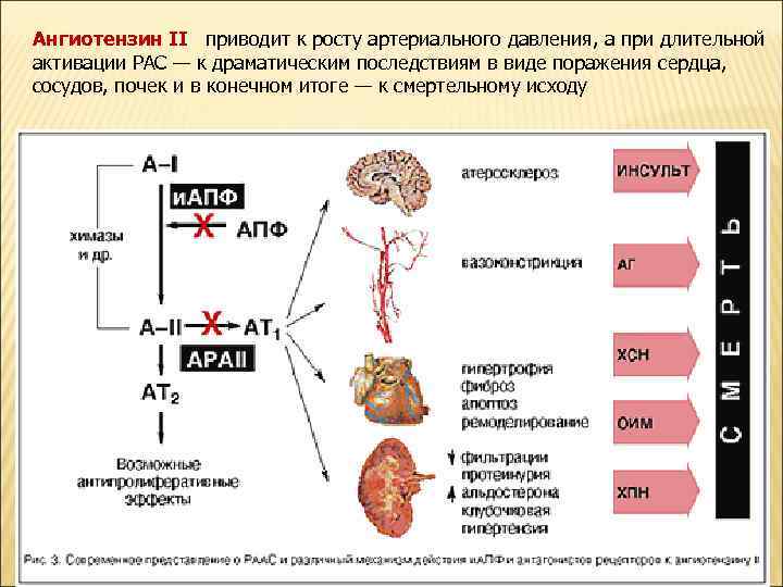 Ангиотензин II приводит к росту артериального давления, а при длительной активации РАС — к